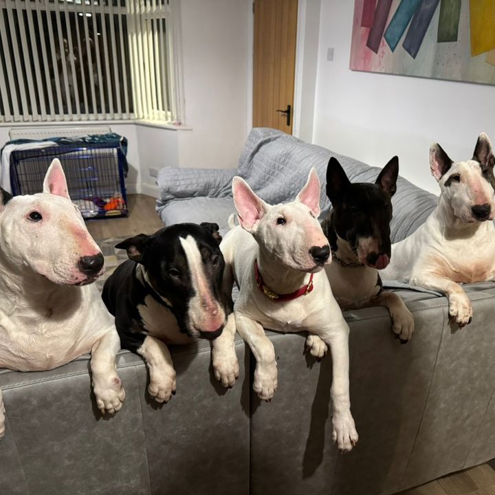 dukerlinebullterriers Aka Jen