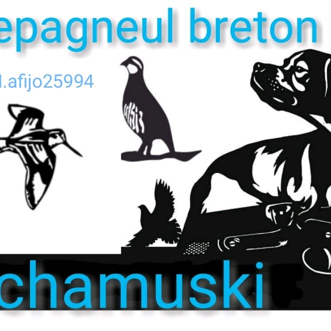 Epagneul Bretón Chamuski