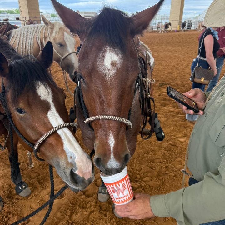 Rankinperformancehorses