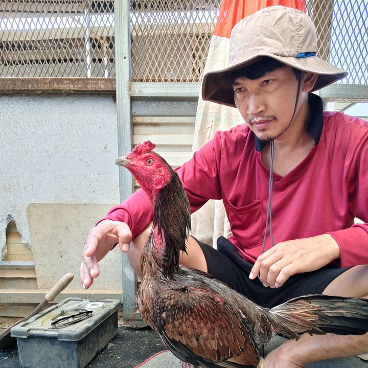 เซปักฟาร์ม