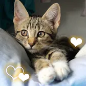 fluffypet