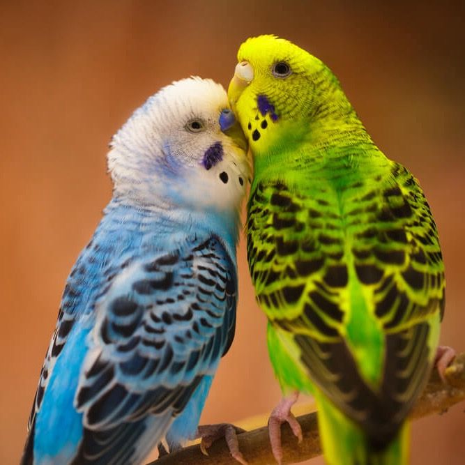 Aviario West Virginia 🦜