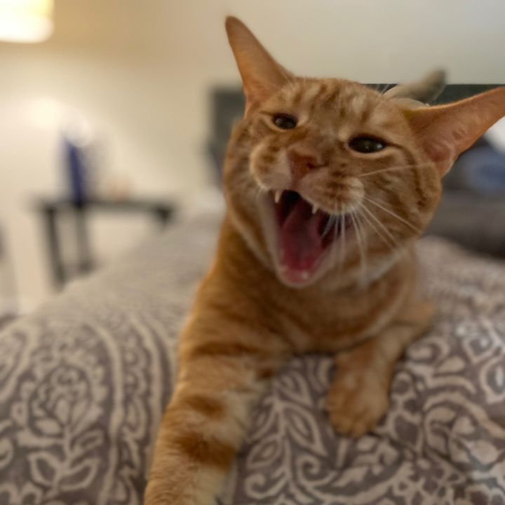 louieandwinston