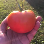 Reap What You Sow Homestead