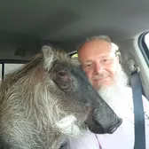 Wallace Warthog