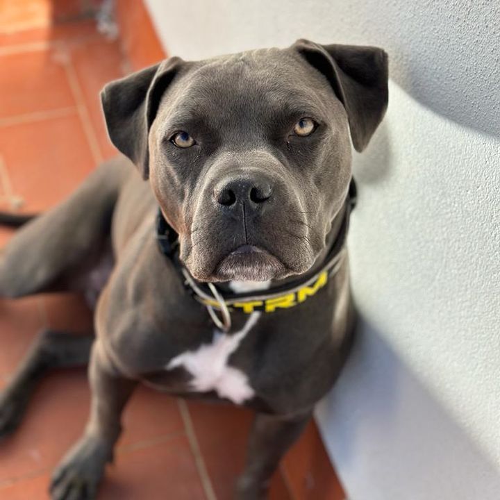 Pitbull Blue