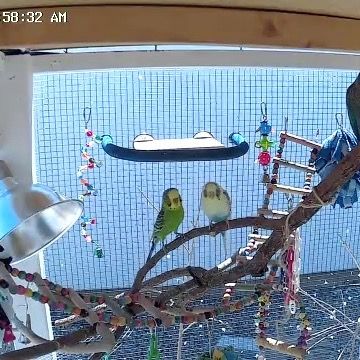 Pigeon&Budgie_Fam🕊️🦜🪶