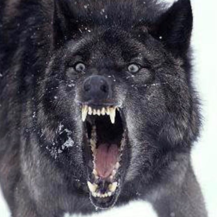 ❌🐺senzacuore ❌🐺