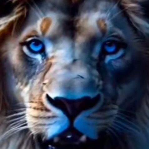tigerr401