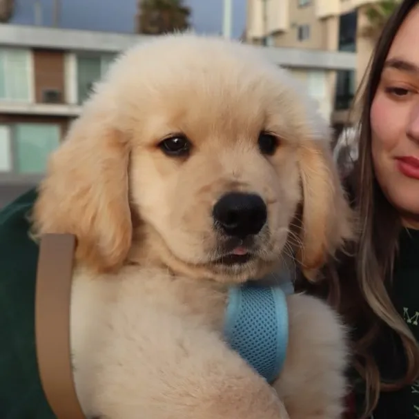 Zebby The Golden Retriever
