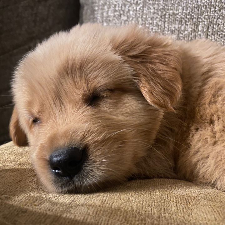Cali Golden Poppy Doggo❌