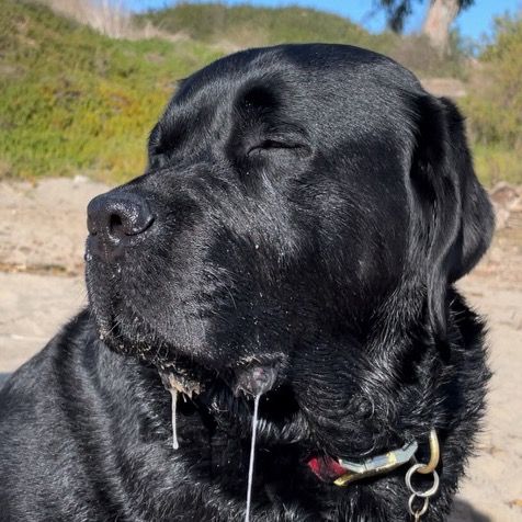 Cruz the Black Lab