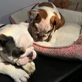 Daisy & Layla bulldogs