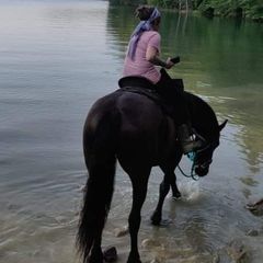 Appalachia Sporthorses