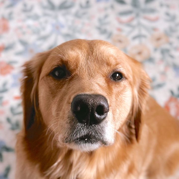 laney the golden 💛