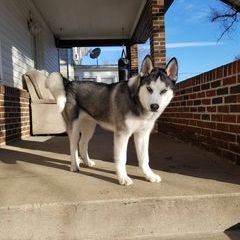 Jos🐺