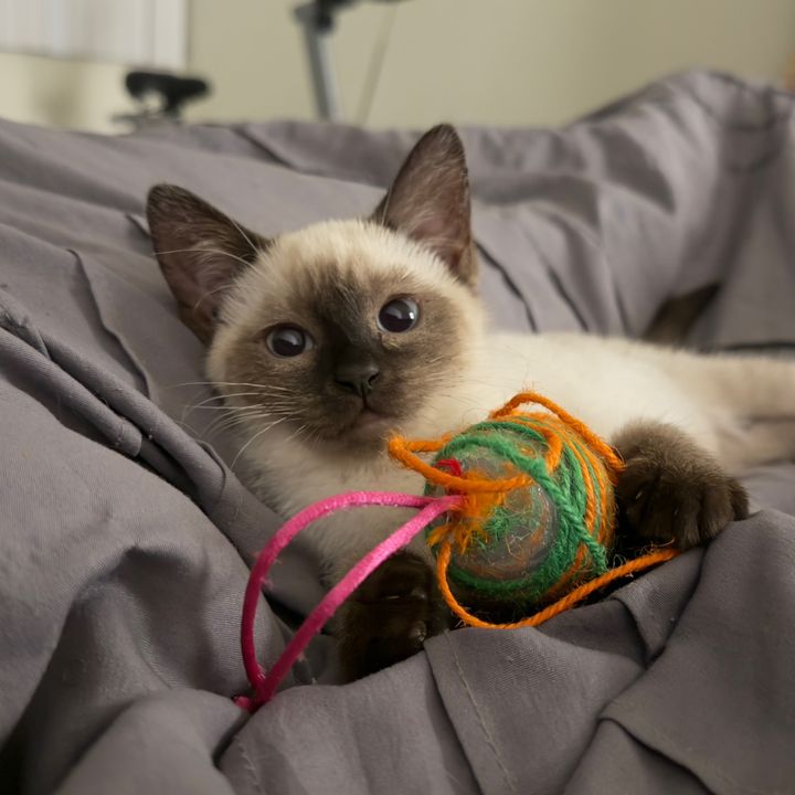 Kira Miau 🐾