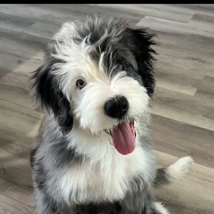 da_pawfect_life_of_jax