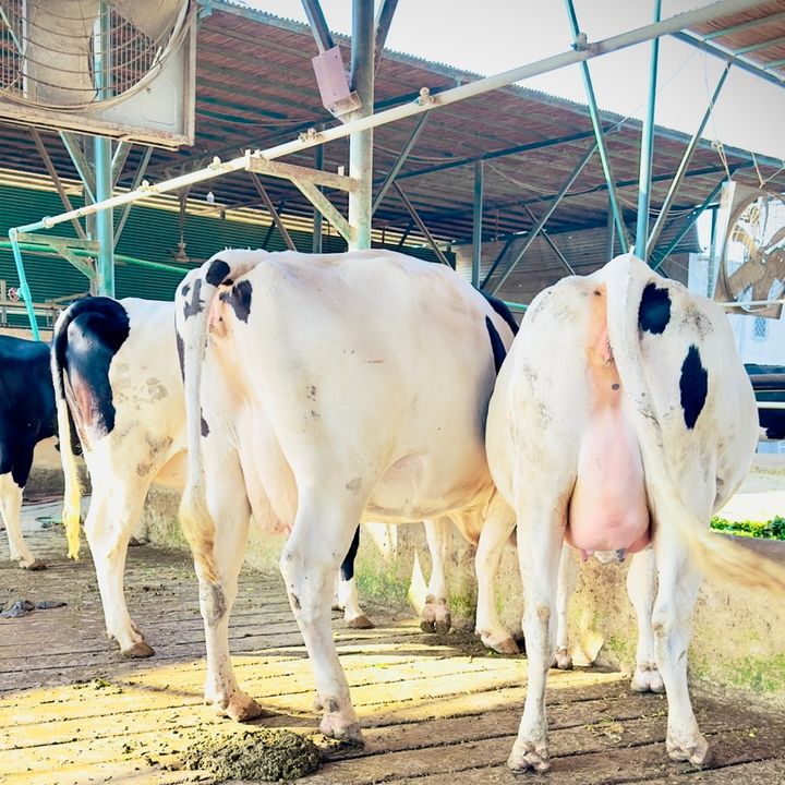 Dairy farming🐄🐮