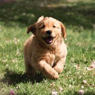 Pacha and Bucket the Goldens