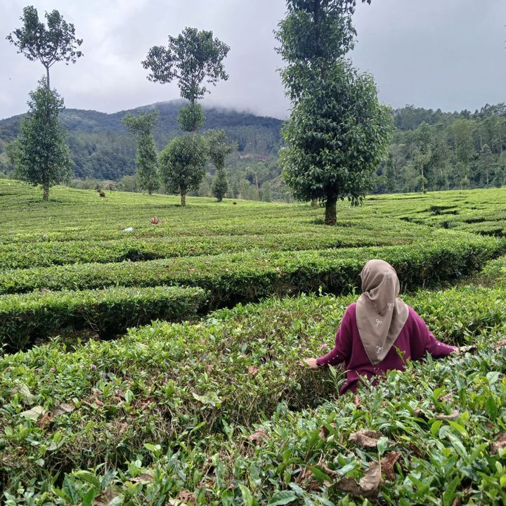 Racun Sepatu