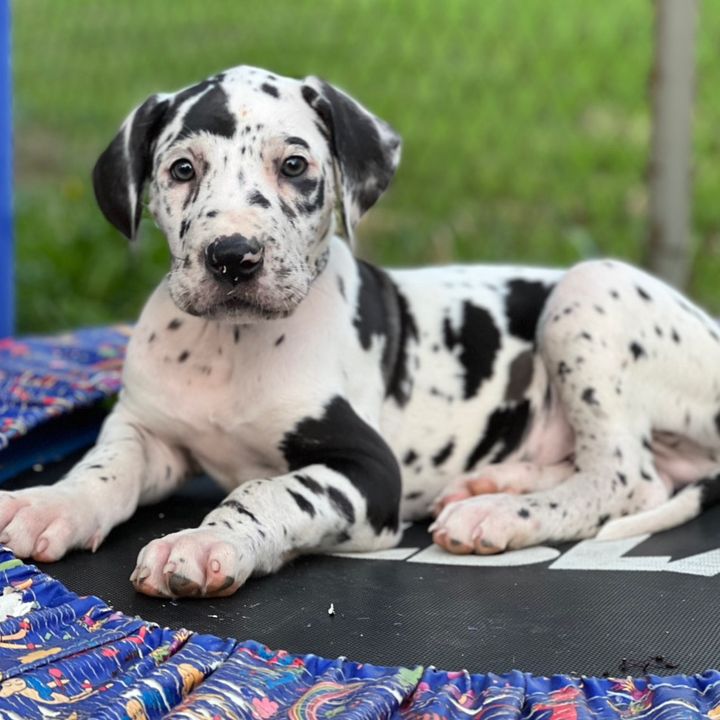 HarleyTheGreatDane2022