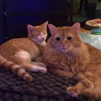 Cats Eye Witness News