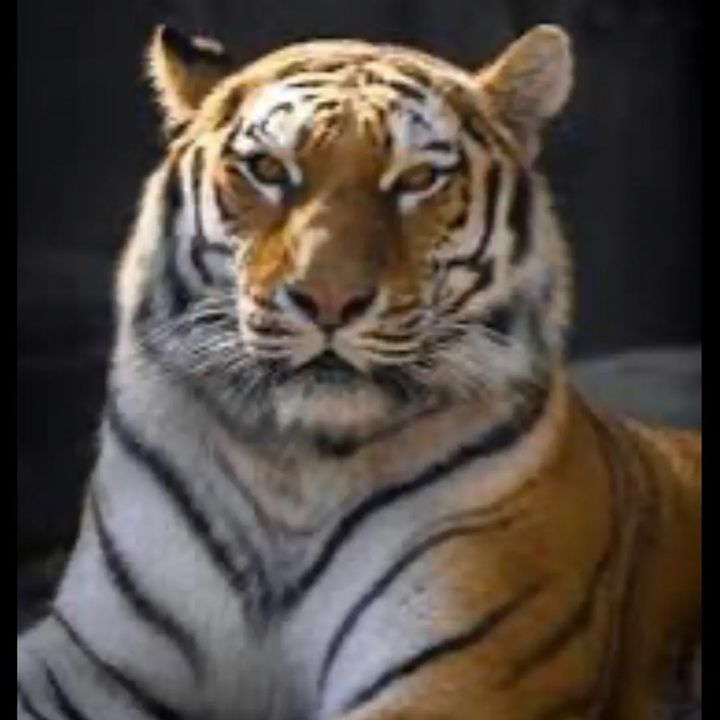 Sports and animal channel