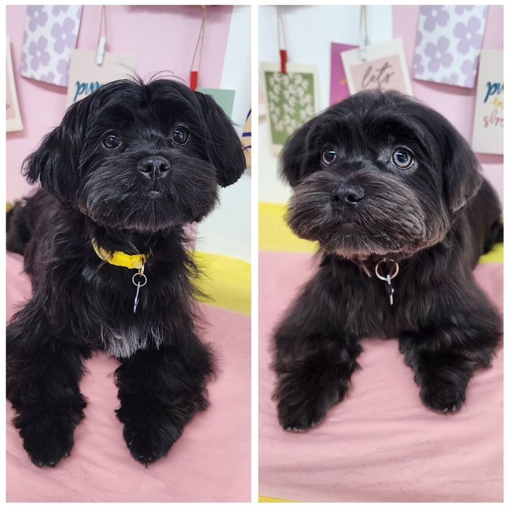 Dara & Maya Shih-Poo Sisters