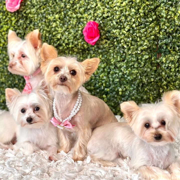 Daisy & Jasper’s Life + 2 🐶