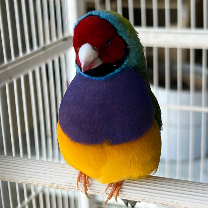 Aviario Ledezma - El Pajarito