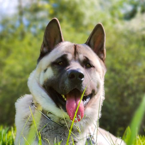 Kane Akita