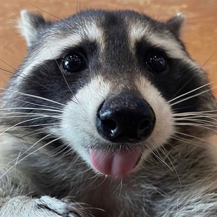 Raccoon 🦝