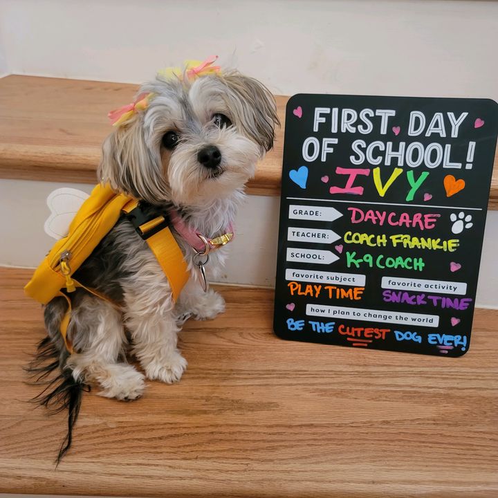 Ivy Thee Morkie