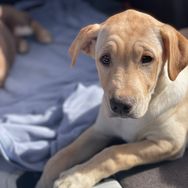 BellaDesertDoggie