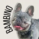 Bambino the Frenchie
