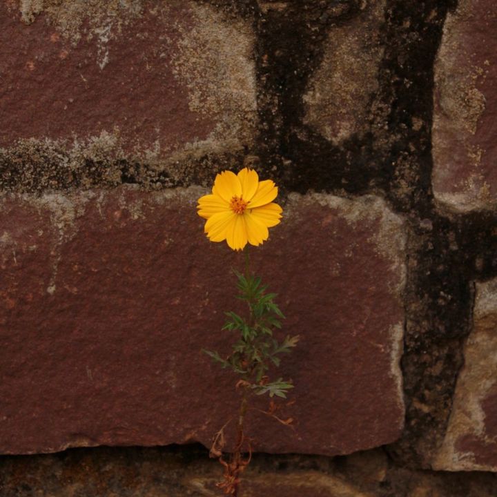 صَّبْرُ