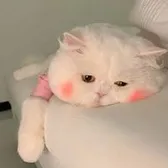 mycatso_cute