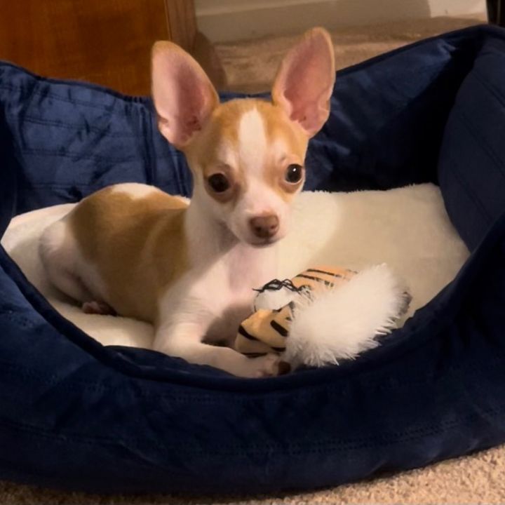 peanutbabycakes