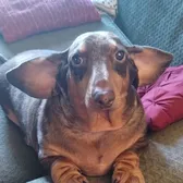 yoda_the_weinerdog