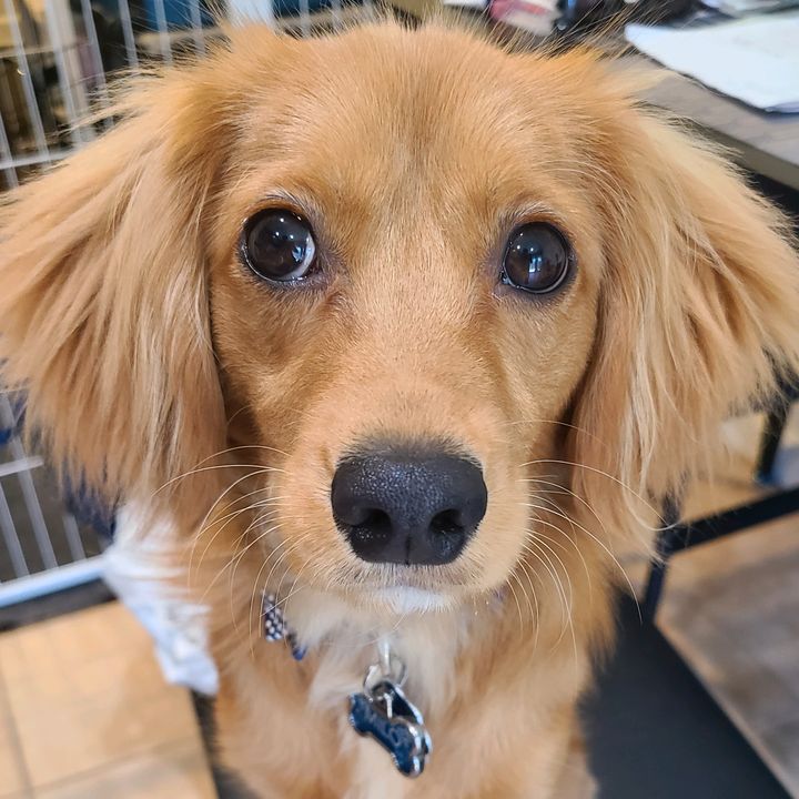 Milo_the_MiniGolden