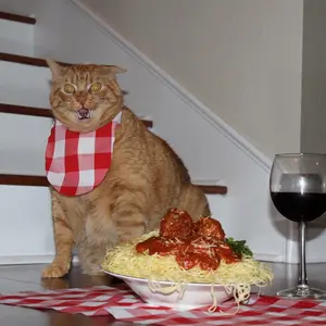 Pastacat48