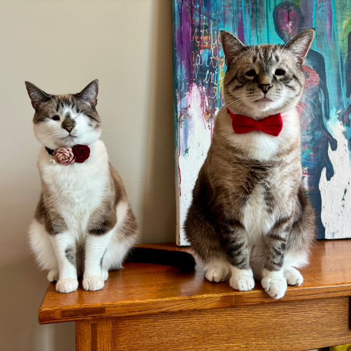 bellkittiesmom