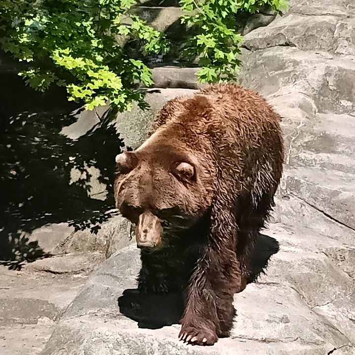 Kev