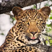 Leo66