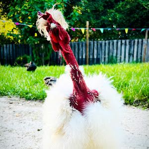 ChickenTV
