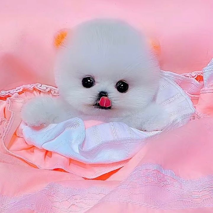 puppysharestudio