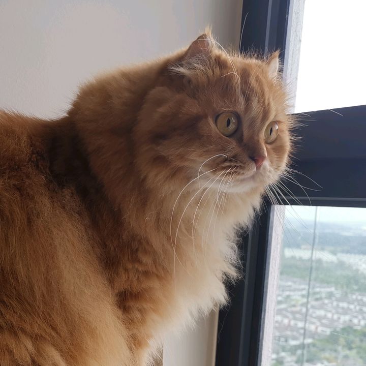 iSuperPET
