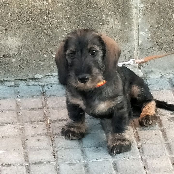 DANKO