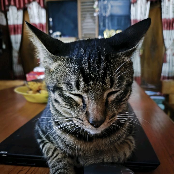 ms ajib